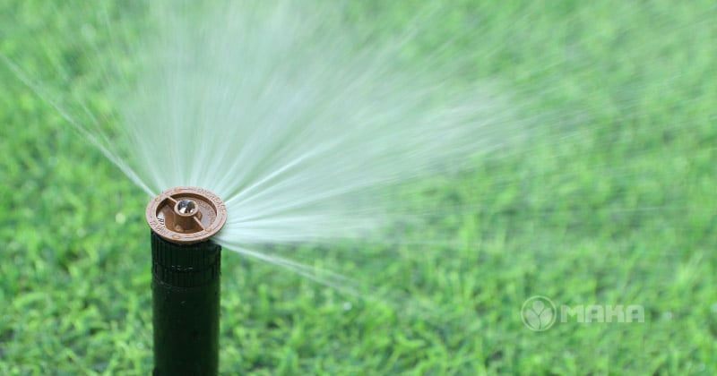 bec-tuoi-co-Pop-up-Spray