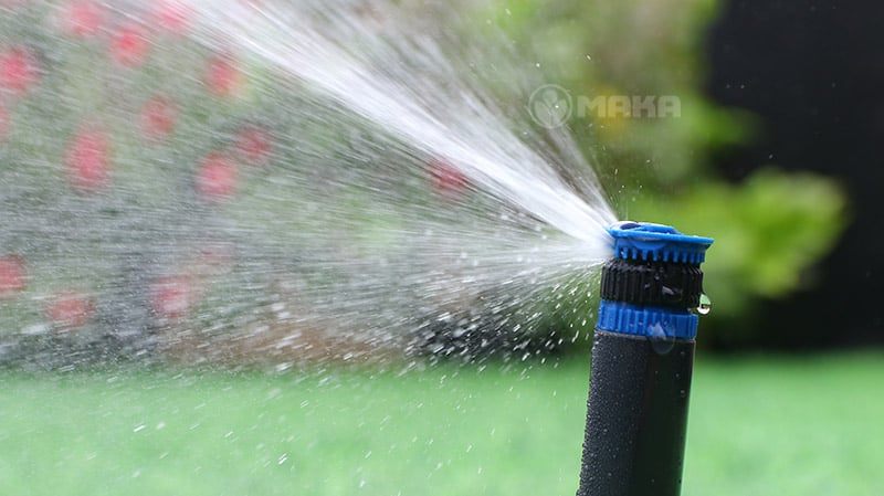 bec-tuoi-mang-co-cho-san-vuon