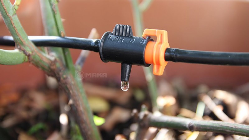 bec-tuoi-nho-giot-cho-san-vuon