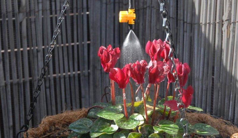 dau-tuoi-phun-suong-cho-chau-cay-treo