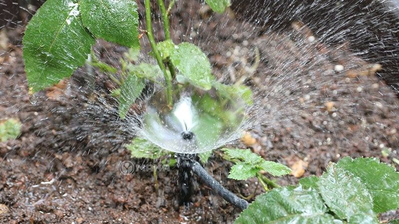 bec-tuoi-phun-mua-spectrum-antelco-duoc-su-dung-pho-bien