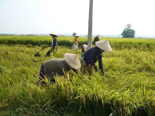 gạo st25 dak lak
