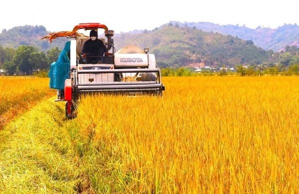 gạo st25 có mấy loại