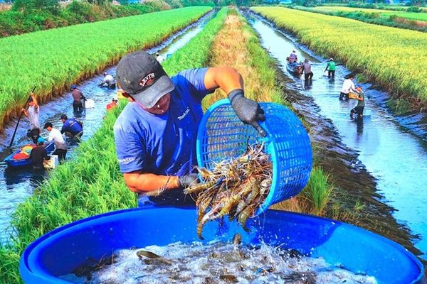 ruộng lúa tôm