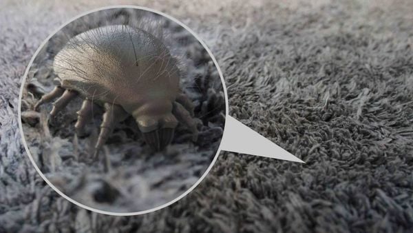 cách diệt con mạt bụi