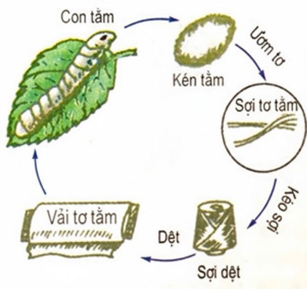 vải tơ tằm