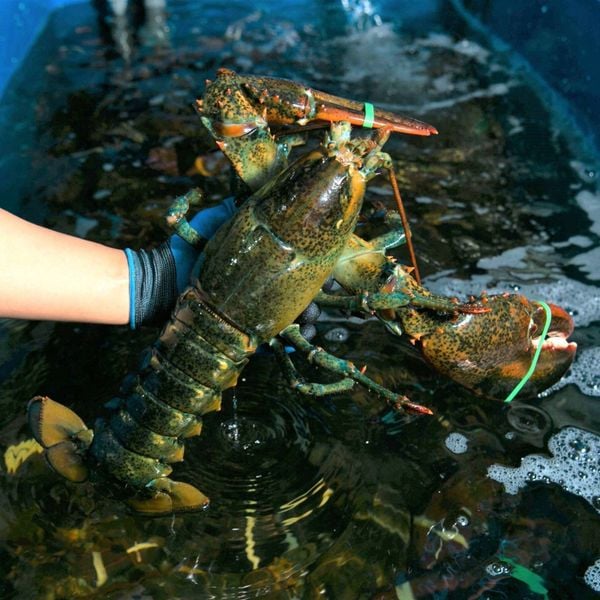 Nên mua tôm hùm Canada ở đâu?