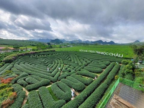 Đồi chè Mộc Châu