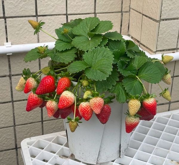 HƯỚNG DẪN TRỒNG DÂU TÂY TẠI XỨ NÓNG