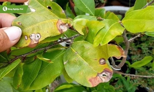 Bệnh cháy lá thường xuất hiện vào mùa mưa, khi độ ẩm cao.