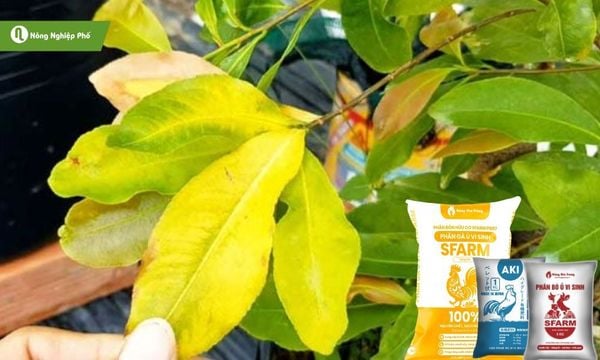 Bổ sung phân hữu cơ giúp cân bằng dinh dưỡng.