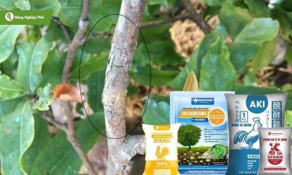 Bón thêm phân hữu cơ, Trichoderma giúp tăng sức đề kháng tự nhiên cho cây.