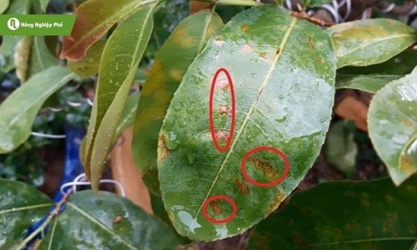 Bệnh rỉ sắt thường gây ra những chấm vàng nâu như vết rỉ sắt ở mặt dưới lá.