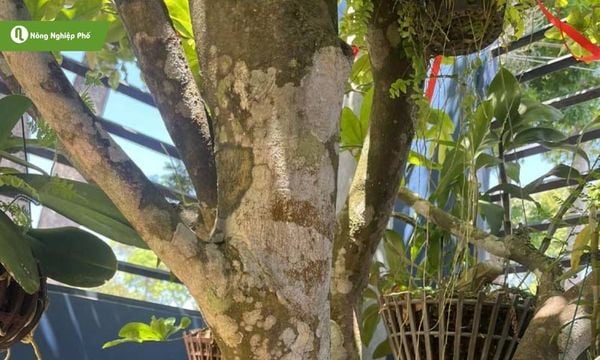 Bệnh đốm rong gây vết đốm tròn màu trắng hoặc xanh trên thân và cành