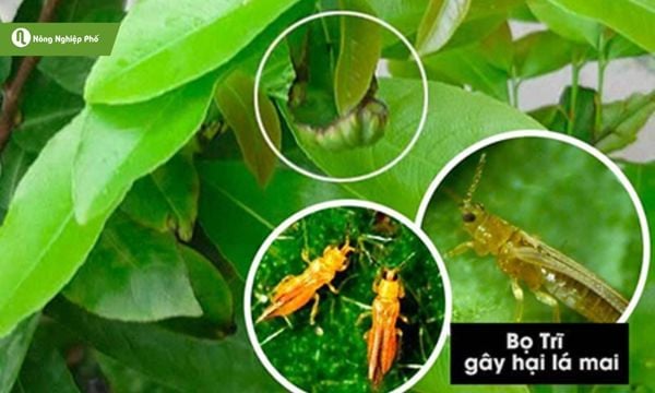 Bọ trĩ có kích thước rất nhỏ, chỉ dài khoảng 1mm - 2mm nên khó thấy bằng mắt thường