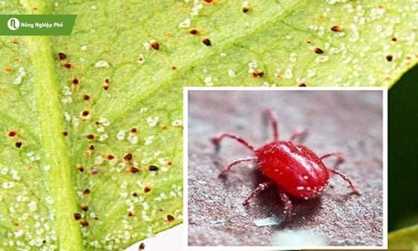 Khi nhện đỏ gây hại nặng lá cây bị phồng rộp sau đó cằn lại, vàng, thô cứng và sau cùng lá sẽ bị khô và rụng đi