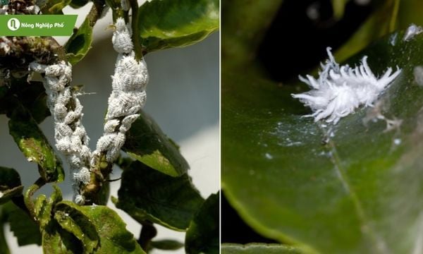 Rệp sáp thường tập trung ở lá, chồi non, cuống hoa. Chúng hút nhựa rễ làm cây phát triển kém.