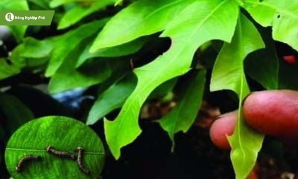 Sâu non có cơ thể màu xanh, đầu màu nâu đen, chúng ăn khuyết lá, có thể cắn phá đến nửa lá