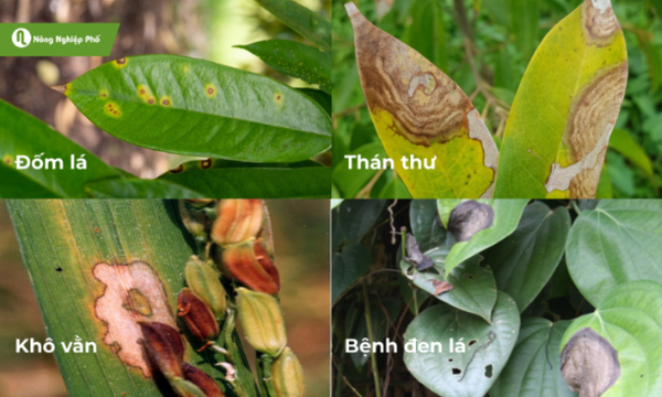 Phân biệt một số bệnh lá khác trên cây trồng