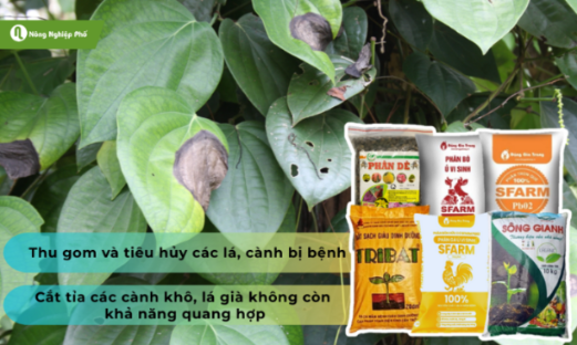 Tiêu hủy lá bệnh và cung cấp đầy đủ dưỡng chất cho cây