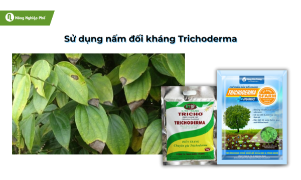 Tạo hàng rào sinh học cho cây bằng cách sử dụng Trichoderma