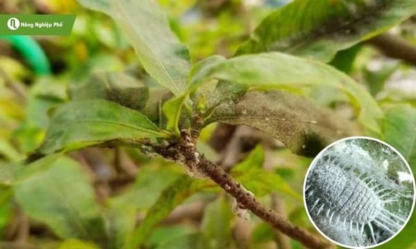 Bệnh phấn trắng trên mai vàng là một loại nấm bệnh, do các loài nấm thuộc họ Erysiphaceae gây ra.