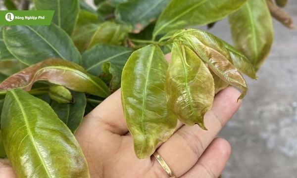 Lá bị bệnh thường bị xoăn, biến dạng, khô héo và rụng sớm.