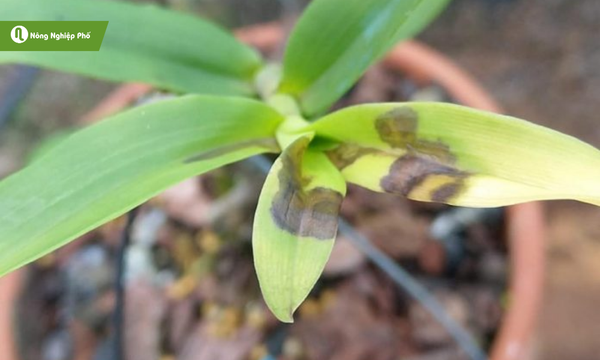Bệnh thối lá (thối nhũn) – Lây lan cực nhanh, làm thối nhũn cây trong vài ngày