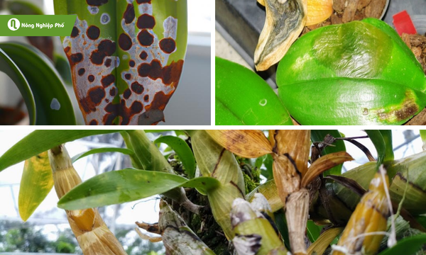 Nhận biết nhanh chóng các dấu hiệu để ngăn ngừa kịp thời