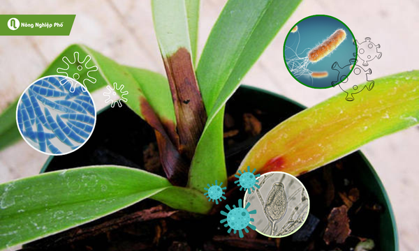 Nấm và vi khuẩn là tác nhân gây ra bệnh thối lá cho lan phi điệp