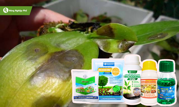 Sử dụng nấm đối kháng và phun thuốc trị nấm, vi khuẩn cho cây trồng