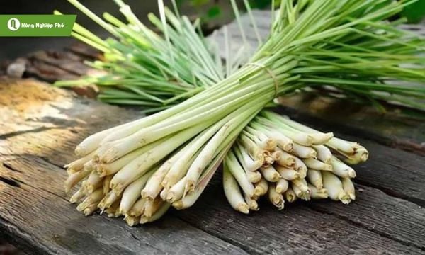 Sả – gia vị quen thuộc, mang hương vị Việt đặc trưng.