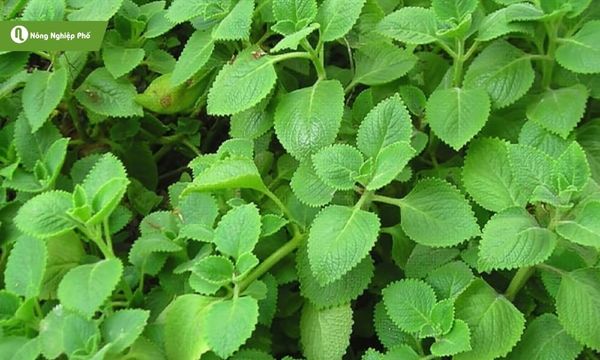 Húng chanh – thơm dịu, hỗ trợ tiêu hóa và làm món ăn thêm hấp dẫn.