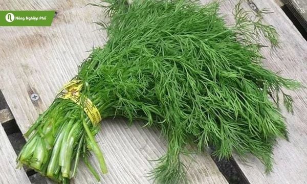 Thì là – mang hương vị thanh mát, dễ chịu, chinh phục mọi khẩu vị.