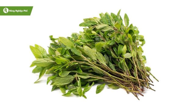 Húng láng – thơm nhẹ, ăn sống hay trang trí đều tuyệt