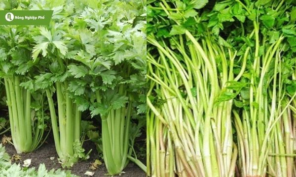 Thân cần tây giòn, lá xanh thơm, tạo hương vị đặc trưng cho món ăn.