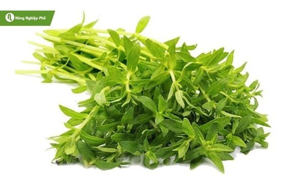 Lá ngò om tươi, ăn kèm hay nấu chín đều tạo hương vị hấp dẫn.