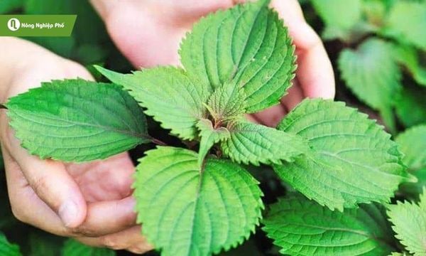 Kinh giới xanh mướt, vừa thơm vừa hỗ trợ tiêu hóa tốt.