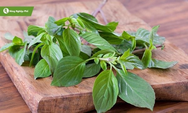 Húng quế – Hương thơm tự nhiên, món ăn thêm phần hấp dẫn.