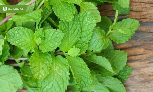 Húng quế – Hương thơm tự nhiên, món ăn thêm phần hấp dẫn.