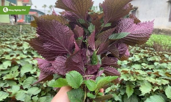 Húng quế – Hương thơm tự nhiên, món ăn thêm phần hấp dẫn.