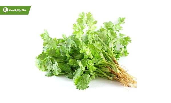 Ngò rí xanh tươi, tăng hương vị cho mọi món ăn.