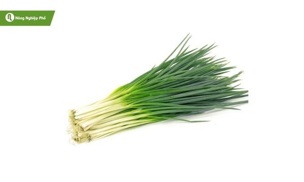 Hành lá tươi, bổ dưỡng, tốt cho sức khỏe.