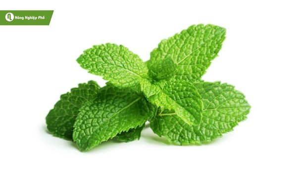 Lá bạc hà tươi, thêm vào đồ uống hay món tráng miệng đều tuyệt.