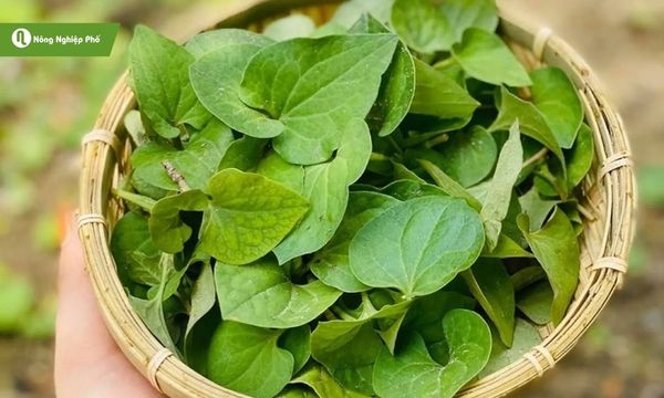 Rau diếp cá – thơm nồng, giải nhiệt, tăng hương vị cho món ăn.