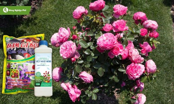 Cách bón đạm cá cho hoa hồng để cây khỏe hoa nở đều