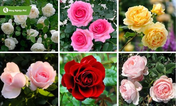 Đạm cá mang lại nhiều lợi ích cho hoa hồng