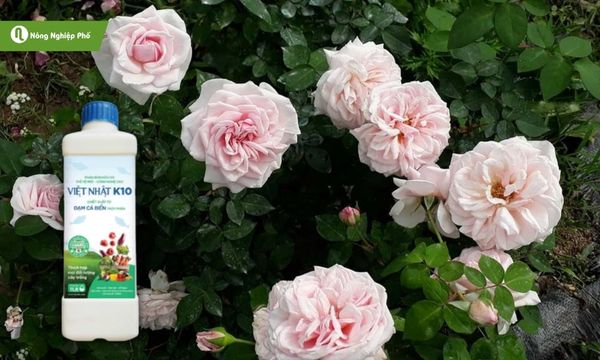 Đạm cá dạng lỏng có tại Nông Nghiệp Phố