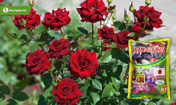 Đạm cá dạng viên bán tại Nông Nghiệp Phố