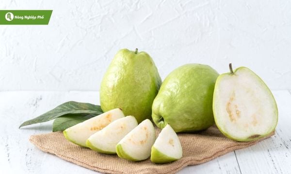 Kali là chìa khóa giúp cây ổi lá xanh, quả ngọt và năng suất cao.